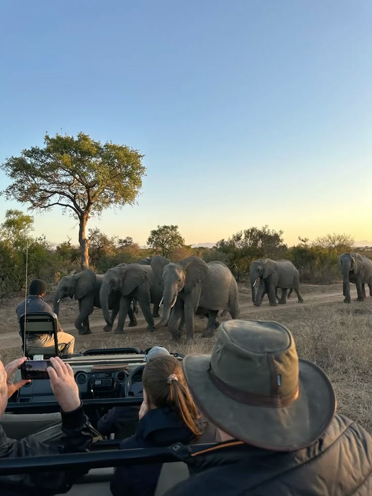 Safari in Kenya