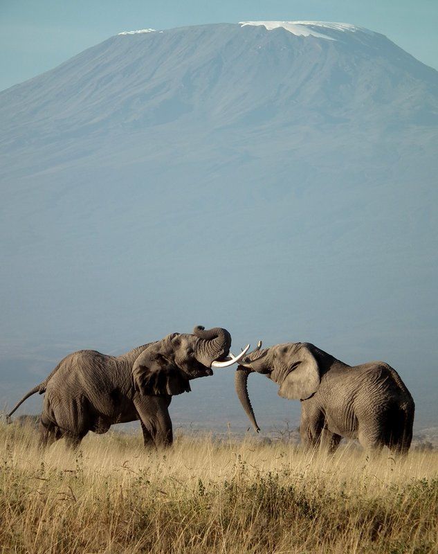 Amboseli National Park, Kenya