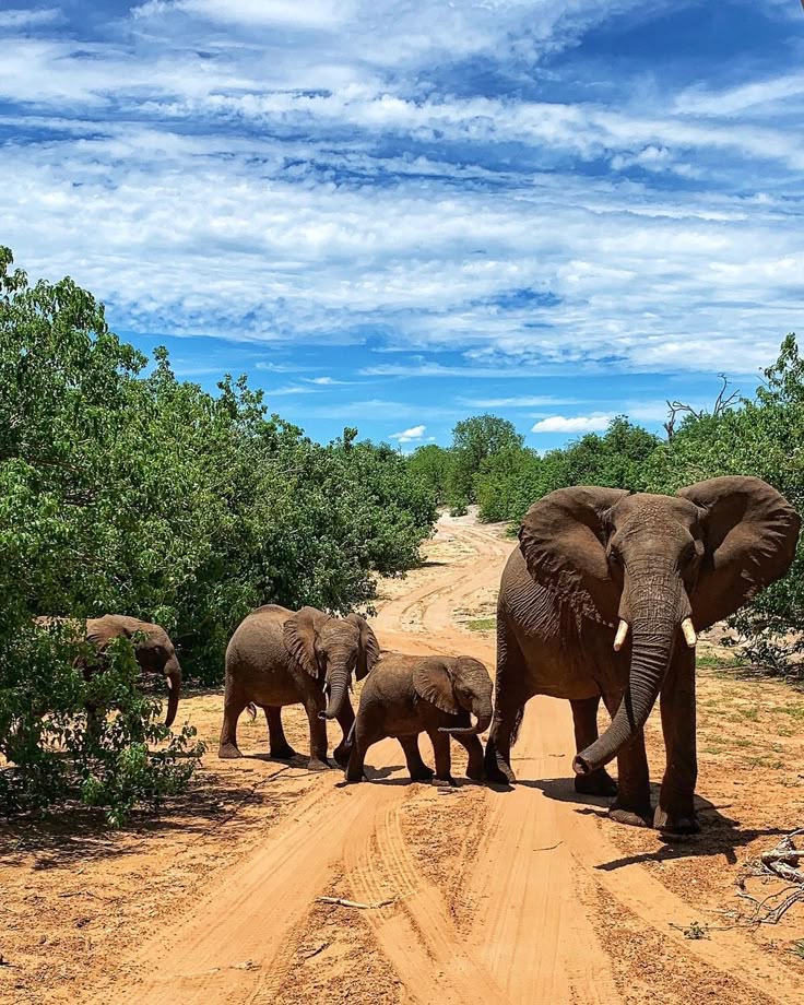 Chobe National Park, Botswana