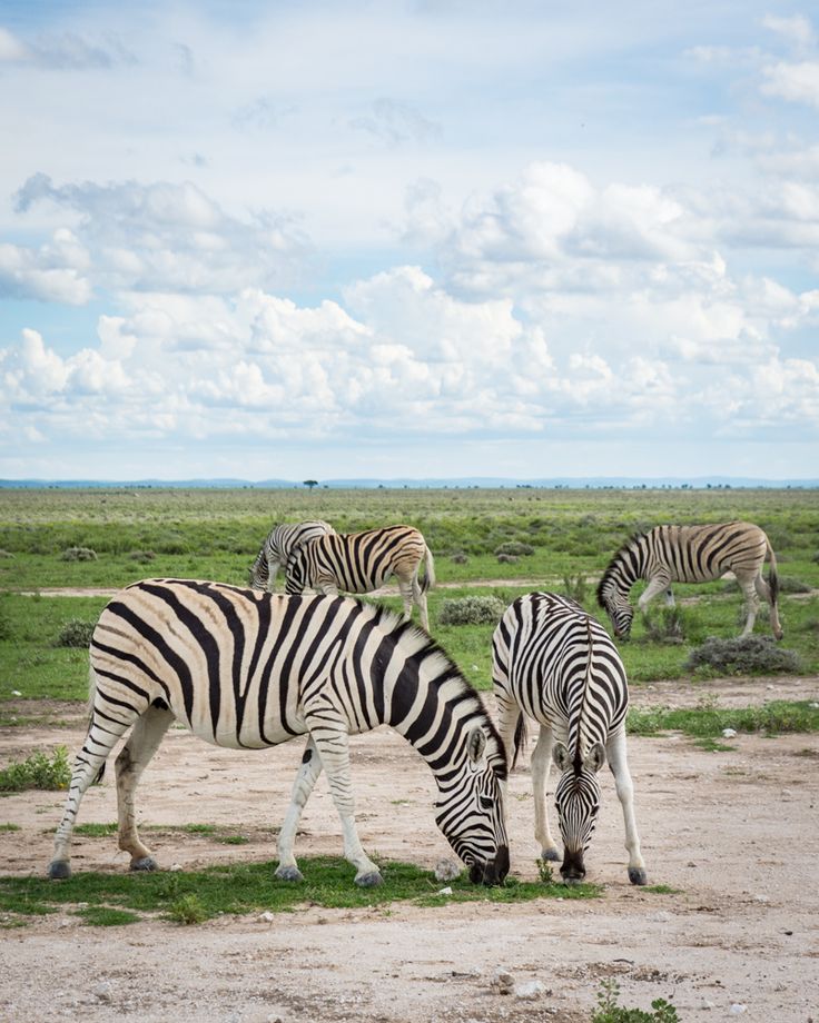 Etosha National Park, Namibia