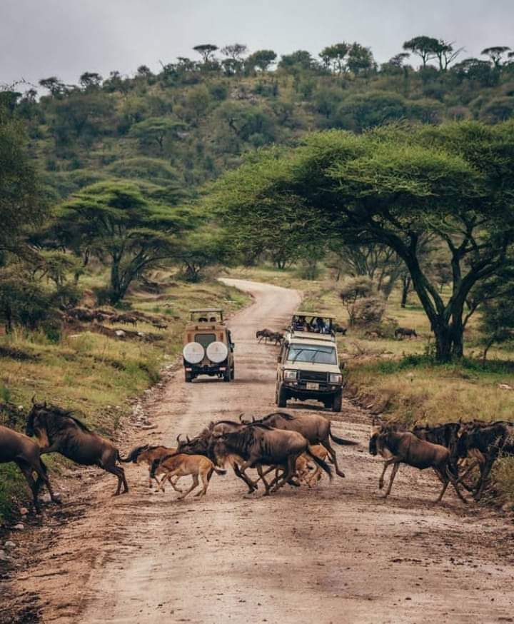 Serengeti, Tanzania